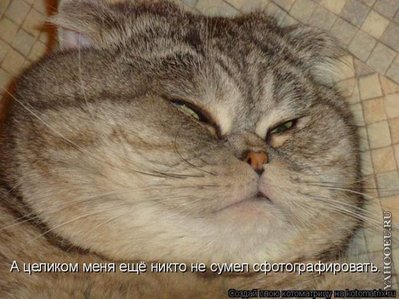 морда.jpg