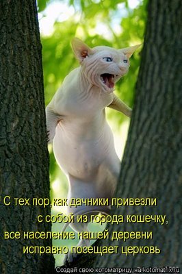 kotomatritsa_9x.jpg