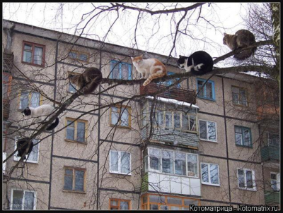 онегш.png