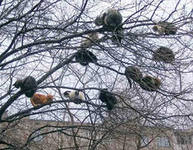 коты.jpg