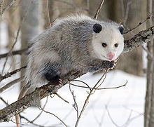 220px-Opossum_2.jpg