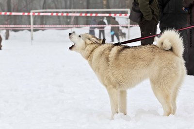 IMG_0090-Л+Ф.JPG