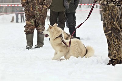 IMG_0087-Л+Ф.JPG