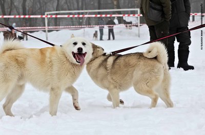 IMG_0084-Л+Ф.JPG