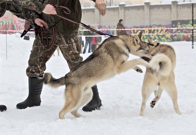 IMG_0108-Л+Ф.JPG