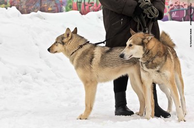 IMG_0104-Л+Ф.JPG