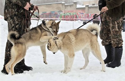 IMG_0110-Л+Ф.JPG