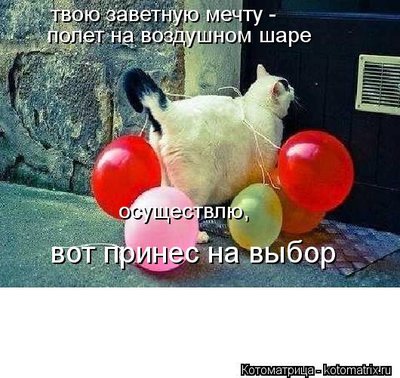 kotomatritsa_Y9.jpg