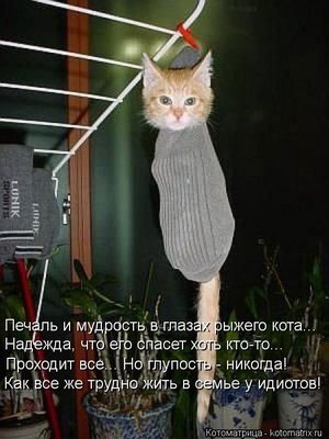 идиоты.jpg