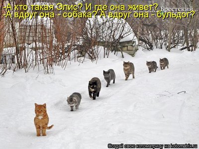 элис.jpg
