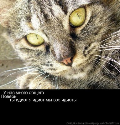 идиот.jpg