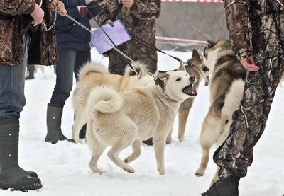 IMG_0120-Л+Ф.JPG