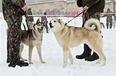 IMG_0111-Л+Ф.JPG