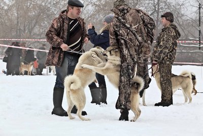 IMG_0127-Л+Ф.JPG