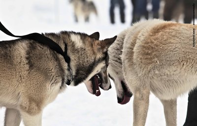 IMG_0142-Л+Ф.JPG