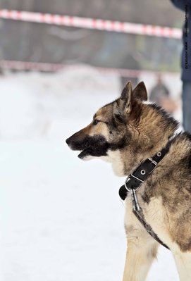 IMG_0136-Л+Ф.JPG