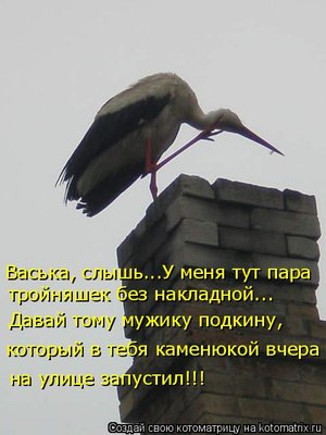 аист.jpg
