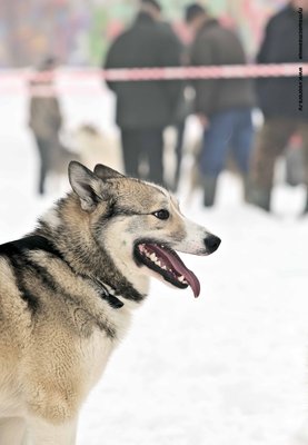 IMG_0153-Л+Ф.JPG