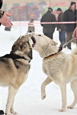 IMG_0152-Л+Ф.JPG