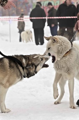 IMG_0151-Л+Ф.JPG