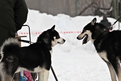 IMG_0171-Л+Ф.JPG