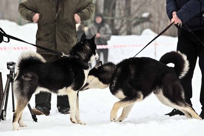 IMG_0184-Л+Ф.JPG