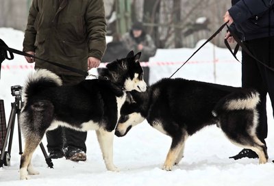 IMG_0183-Л+Ф.JPG