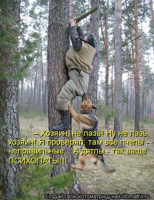 пчёлы2.jpg