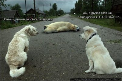 477864.jpg