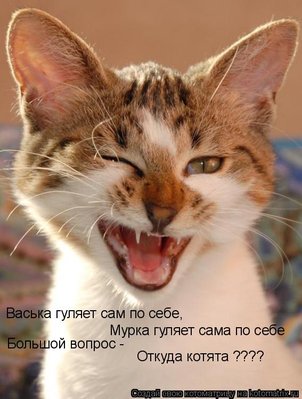 котята.jpg
