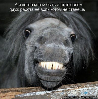 осёл.jpg