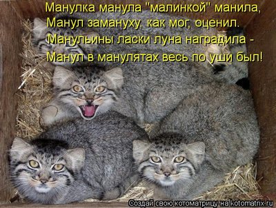 манул.jpg