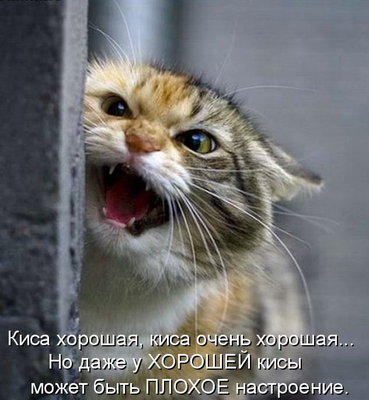 1354645267_kotomatrici_na_prikole-53.jpg