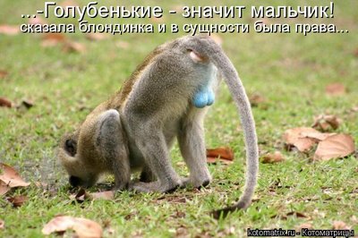 голубые яйца.jpg