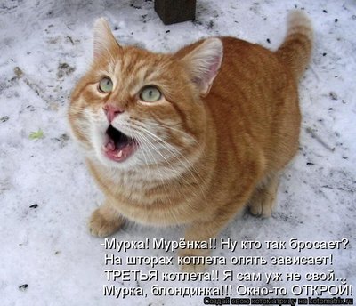 мурка.jpg