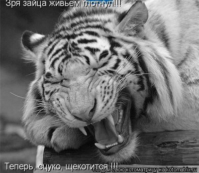 заяц.jpg