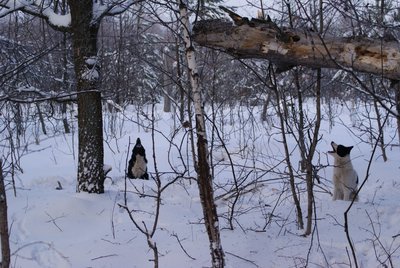 Пара облаивает.JPG