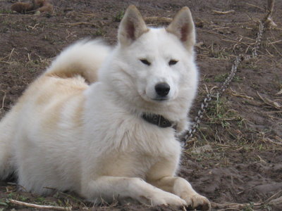 Челна.jpg