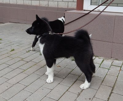 щенки Е 003.JPG