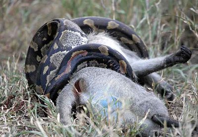 python_knp-1517b.jpg