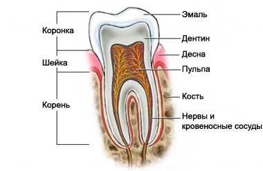 tooth.jpg