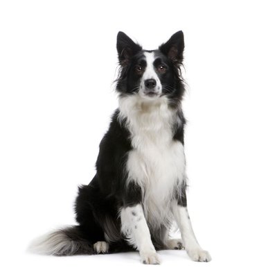 collie-8.jpg